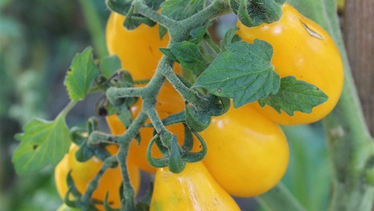 Yellow Pear Heirloom Tomato Le Noyau