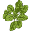 Bloomsdale Longstanding Heirloom Spinach