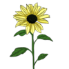 Lemon Queen Heirloom Sunflower crossed Morrisville Sunflower