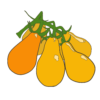 Tomate du patrimoine yellow pear