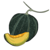 Melon Gem Émeraude