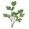 Italian Flat leaf parsley