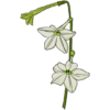 Nicotinia Grandiflora Parfum Jasmin