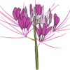 Cléome fleur araignée