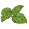 Italian large leaf basil