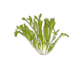 Très fine Maraîchère Chicory