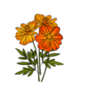 Mélange fleur Cosmos Sulfureux